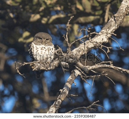 View of a pearl spotted owlet on tree in South Africa