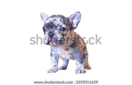 Young French Bulldog looking at the camera, innocent look, a portrait of American bull dog on white background
