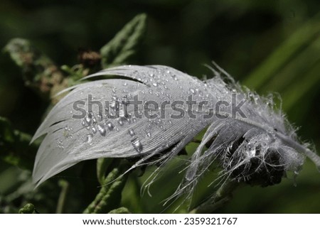 white feather with dew drops