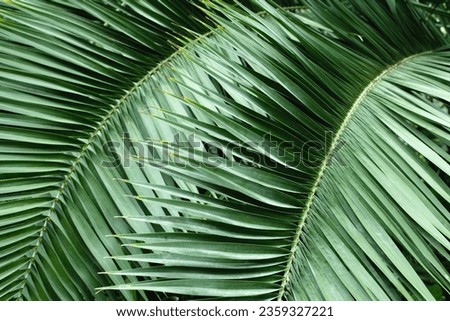 palm leaves closeup in a greenhouse