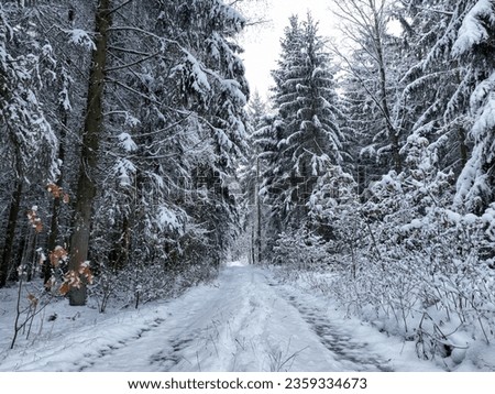 Snowy country road and snow-covered forest in Poland. The trees are covered with snow.