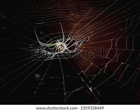 a high contrast picture of a spider and its web