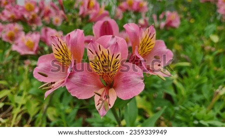 Alstroemeria, commonly called the Peruvian lily or lily of the Incas, is a genus of flowering plants in the family Alstroemeriaceae. Picture of a pink variety with yellow and brown details.