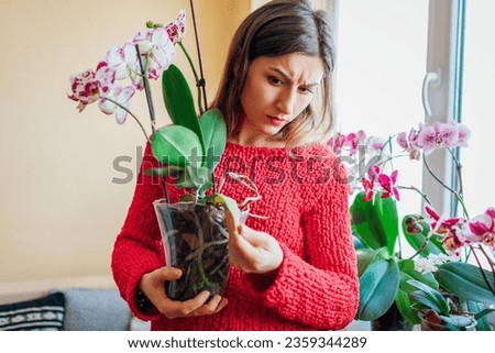 Woman checking orchid with yellow withered leaf. Diseased infected plant. Taking care of health of home plants and flowers. Royalty-Free Stock Photo #2359344289