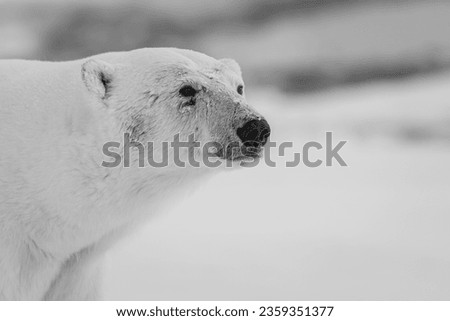Portrait Picture for polar bear in Northern pole