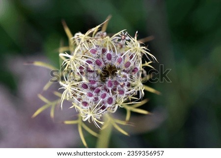 Spiny seed pods of a cow parsley Royalty-Free Stock Photo #2359356957