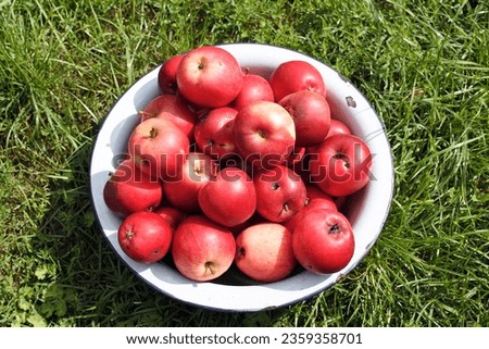 Ripe apples from the backyard. Harvest of red apples in a basin.