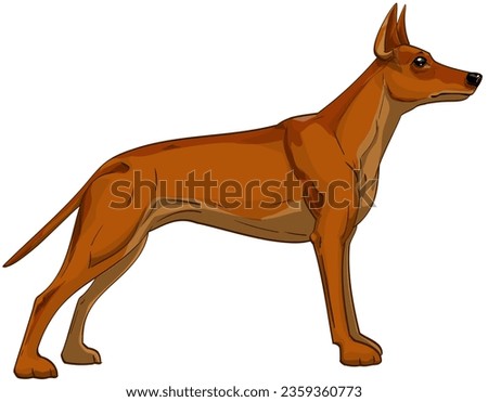 Pinscher breed dog seen from the side posing brown or fiery red color isolated on white background ready to print