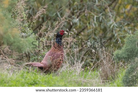 Male pheasant on meadow in overcast day Royalty-Free Stock Photo #2359366181