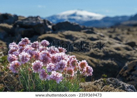 Blooming Armeria maritima in the foreground with the energetic and historic volcano (glacier) Snæfellsjökull in the background. Royalty-Free Stock Photo #2359369473