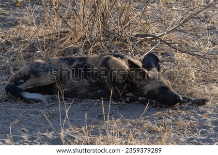African wild dog (Lycaon pictus)  Okavango Delta or Okavango Grassland, Botswana