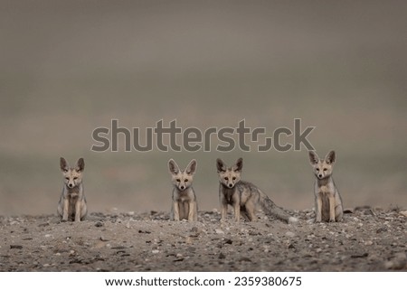 Picture in Kuwait desert for Arabian fox