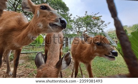 Three deer babies standing near fence 
