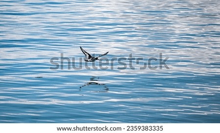 Eurasian oystercatcher flying above norwegian sea, Vannøya, Troms, Norway