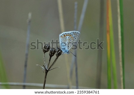Common Blue  (Polyommatus icarus) butterfly