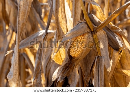 Nubbin corn ear on cornstalk. Harvest yield loss, agriculture and farming concept. Royalty-Free Stock Photo #2359387175