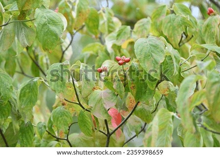 Flowering dogwood ( Cornus florida ) berries. Cornaceae deciduous tree native to North America. Blooms white or pink flowers in early summer, and oval berries ripen red in fall.
 Royalty-Free Stock Photo #2359398659