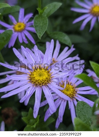 European Michaelmas-daisy plant with flowers Royalty-Free Stock Photo #2359399229