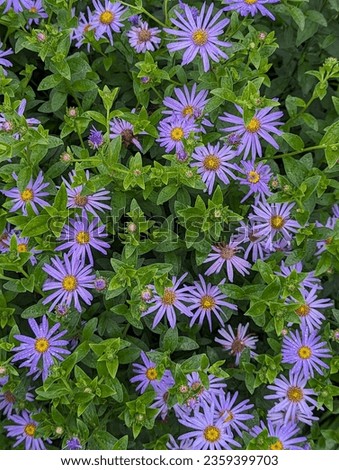 European Michaelmas-daisy plant with lots of flowers  Royalty-Free Stock Photo #2359399703