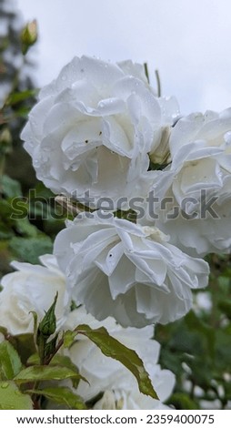 White rose picture closeup with water droplets 