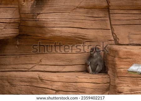 A baboon sitting on a rock shelf. 