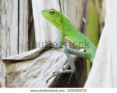 Chameleon is a special name for various types of lizards that have the ability to change their skin color       
