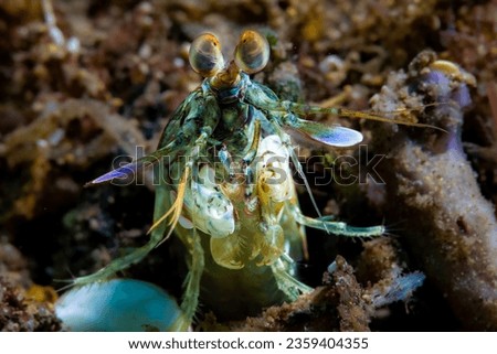Purple-blotched Smasher, also known as Pink-eared Mantis Shrimp.  Other names are Pinktail, Poorman Peacock, Purpletail and Rubble Mantis Shrimp. Royalty-Free Stock Photo #2359404355
