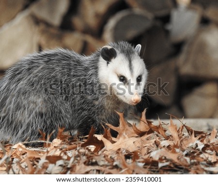 Virginia Opossum (Didelphis virginiana) Native North American Marsupial Mammal