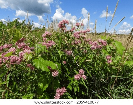 Asclepias incarnata (Swamp Milkweed) Native North American Wetland Wildflower Royalty-Free Stock Photo #2359410077