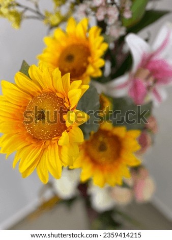 Sunflower flower yellow colour closeup picture