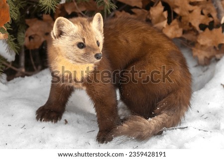 Standoff with an American Pine Marten (Martes americana).  Small and furry, cute and cuddly. Tiny weasel animal in winter scene. Mustelid family. Taken in controlled conditions Royalty-Free Stock Photo #2359428191