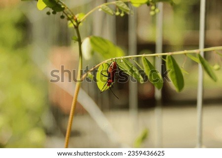 Red and black insect, popularly known as the Spotted Bedbug or Cotton Pest, of the Dysdercus Ruficollis species, of the Pyrrhocoridae family, of the Hemiptera order. On the leaf of a plant in a garden