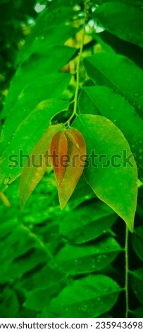 
A picture of a beautiful leaf in nature

