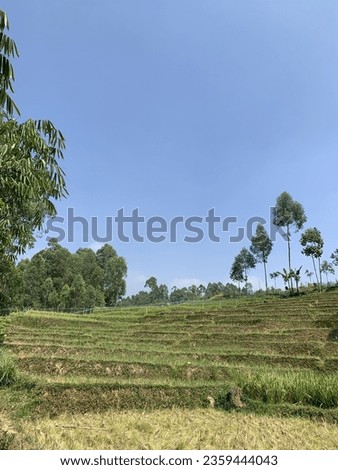 Cool rice fields in a village