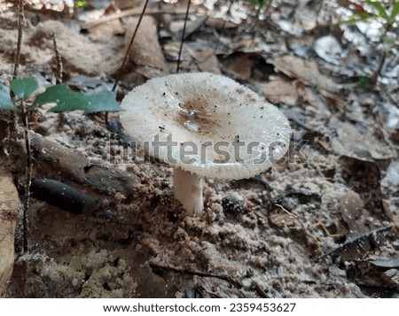 Poisonous mushrooms that look like edible mushrooms. Royalty-Free Stock Photo #2359453627