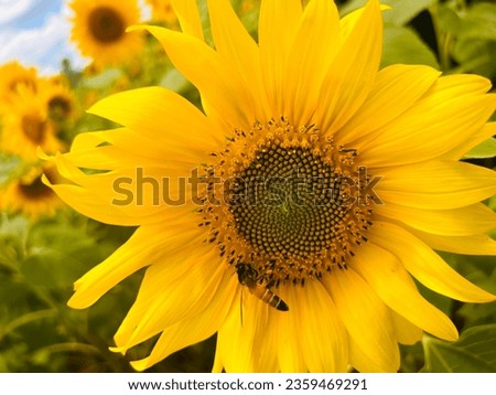 Sunflower with bees .yellow sunflower honey bees collecting honey
