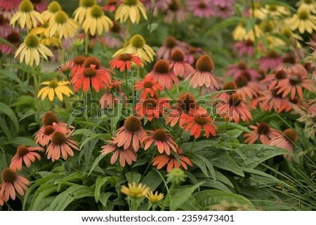 the flower garden of the city of echinacea blooming in pure colors Royalty-Free Stock Photo #2359473401