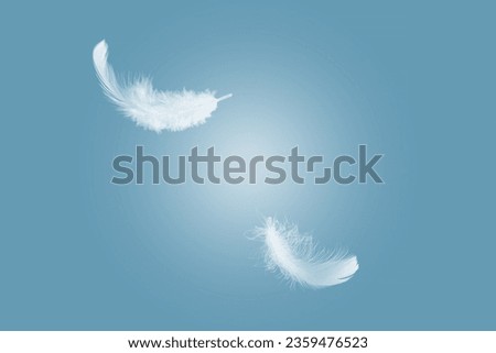 Abstract White Bird Feathers Floating in The Air. Freedom, Feather Softness, Falling White Feathers.