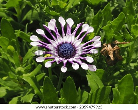 Dimorphotheca ecklonis, dimorfoteca or Margarita del Cabo Flower.