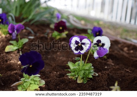 fall and winter flowers, small Viola tricolor flower (also known as Johnny jump up, Viola pansy, Heart's Ease), purple and white color, zoom in of blooming edible flower planted in the soil ground Royalty-Free Stock Photo #2359487319