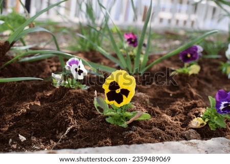 fall and winter flowers, small Viola tricolor flower (also known as Johnny jump up, Viola pansy, Heart's Ease), yellow brown color, zoom in of blooming edible flower planted in the soil ground Royalty-Free Stock Photo #2359489069