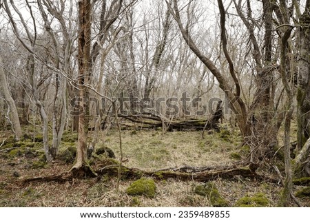 fallen trees and bare trees in winter forest