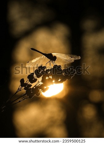 Beautiful dragonfly in the forest against the backdrop of a beautiful sunset