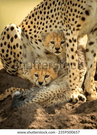 Cheetah cuddle Images photos pictures.Babay cheetah images.Cute cheetah images pictures.Young cheetah photos.