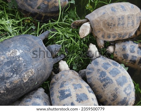 The yellow turtle (Indotestudo elongata), which is the most common and easiest species in Thailand and Indochina, the six turtle (Manouria emys), which usually lives in the rainforest. It is classifie