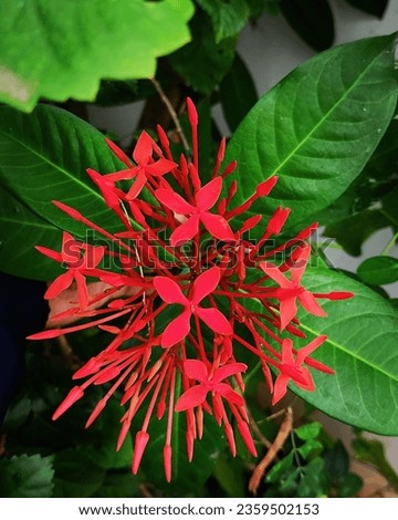 Ixora- the beautiful cluster of  red flowers conveying the deepest messages. They depict, how each one has different timeline to bloom, yet together they complete the picture.