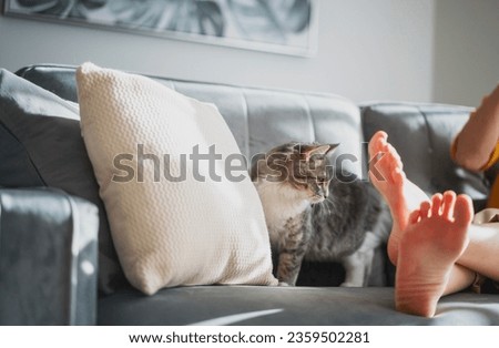 Cute fluffy gray cat sitting on the couch and looking at the hostess's bare feet Royalty-Free Stock Photo #2359502281