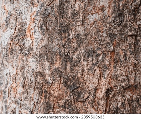 Close up textured of tropical tree bark. Rough surface of tree. Pattern of natural tree bark background.
