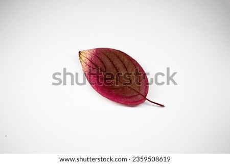 Autumn leaf isolated on white background with copy space for text.