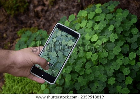 taking a photo of shamrock in the forest